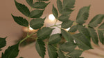 Load image into Gallery viewer, Forest Bathing - Fir + Pine + Patchouli
